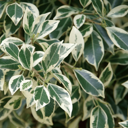 Bees Plant Hub Ficus Benjamina Variegated (Weeping Fig / Ficus Benji) Live Plant