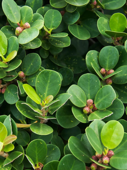 Bees Plant Hub Ficus microcarpa | Indoor Plant