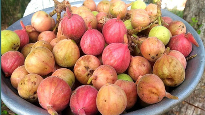 Krithika Nakshatra Trees (Israel Fig / Anjeer / Athi pazham Live Plant )