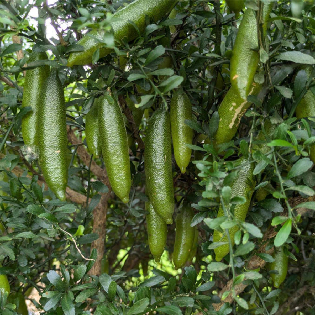 Bees Plant Hub Finger Lime (Citrus australasica) Fruit Plant