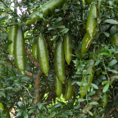 Bees Plant Hub Finger Lime (Citrus australasica) Fruit Plant