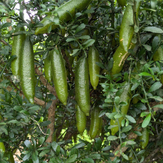 Bees Plant Hub Finger Lime (Citrus australasica) Fruit Plant