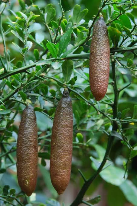 Bees Plant Hub Finger Lime (Citrus australasica) Fruit Plant