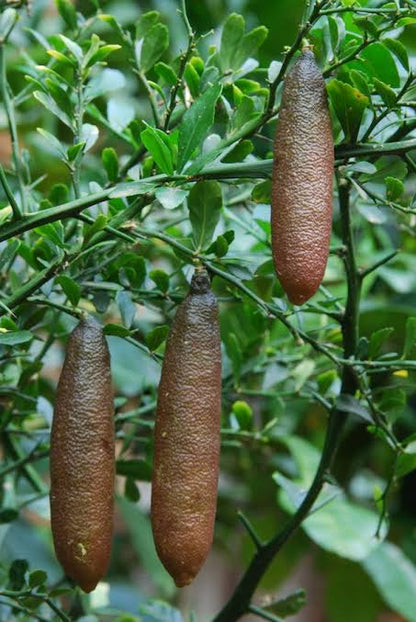 Bees Plant Hub Finger Lime (Citrus australasica) Fruit Plant