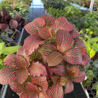 Bees Plant Hub Pink Fittonia - Nerve Indoor Live Plant