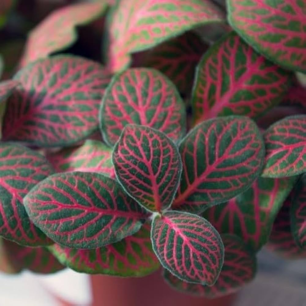 Bees Plant Hub Pink Fittonia - Nerve Indoor Live Plant