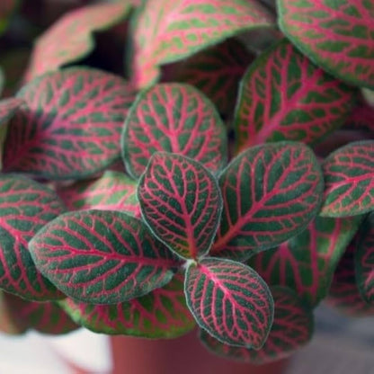 Bees Plant Hub Pink Fittonia - Nerve Indoor Live Plant
