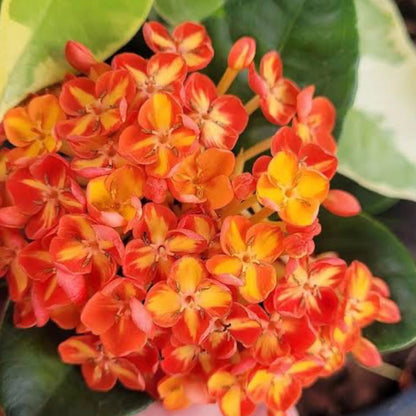 Bees Plant Hub Jungle Flame Ixora / Ixora chinensis All Time Flowering Live Plant