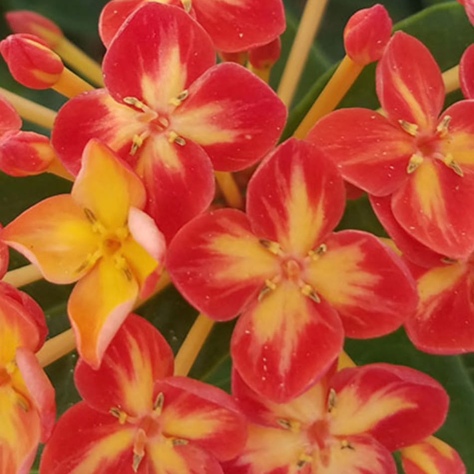 Bees Plant Hub Jungle Flame Ixora / Ixora chinensis All Time Flowering Live Plant