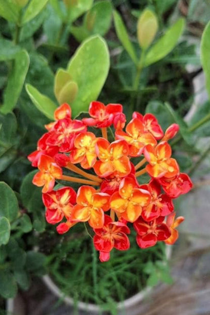 Bees Plant Hub Jungle Flame Ixora / Ixora chinensis All Time Flowering Live Plant