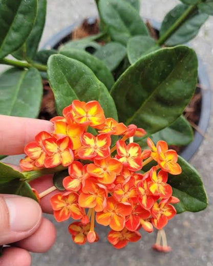 Bees Plant Hub Jungle Flame Ixora / Ixora chinensis All Time Flowering Live Plant