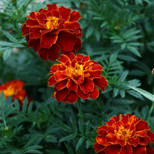 Bees Plant Hub French Marigold (Tagetes patula) All Time Flowering Live Plant