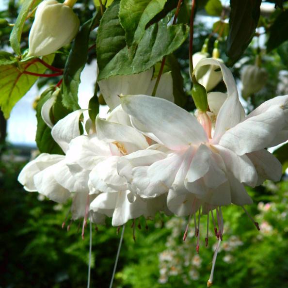 Bees Plant Hub Fuchsia White (Fuchsia magellanica) Rare All Time Flowering Live Plant