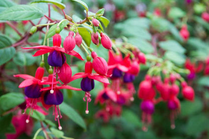 Bees Plant Hub Fuchsia Purple (Fuchsia magellanica) Rare All Time Flowering Live Plant