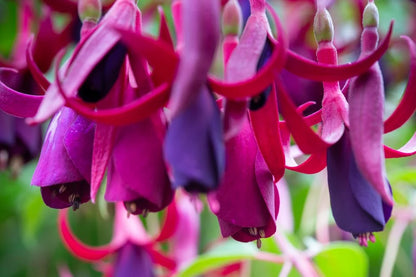 Bees Plant Hub Fuchsia Purple (Fuchsia magellanica) Rare All Time Flowering Live Plant
