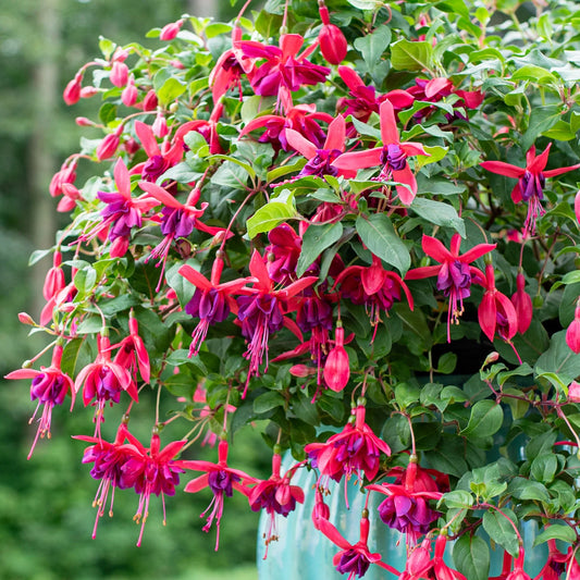 Bees Plant Hub Fuchsia Purple (Fuchsia magellanica) Rare All Time Flowering Live Plant