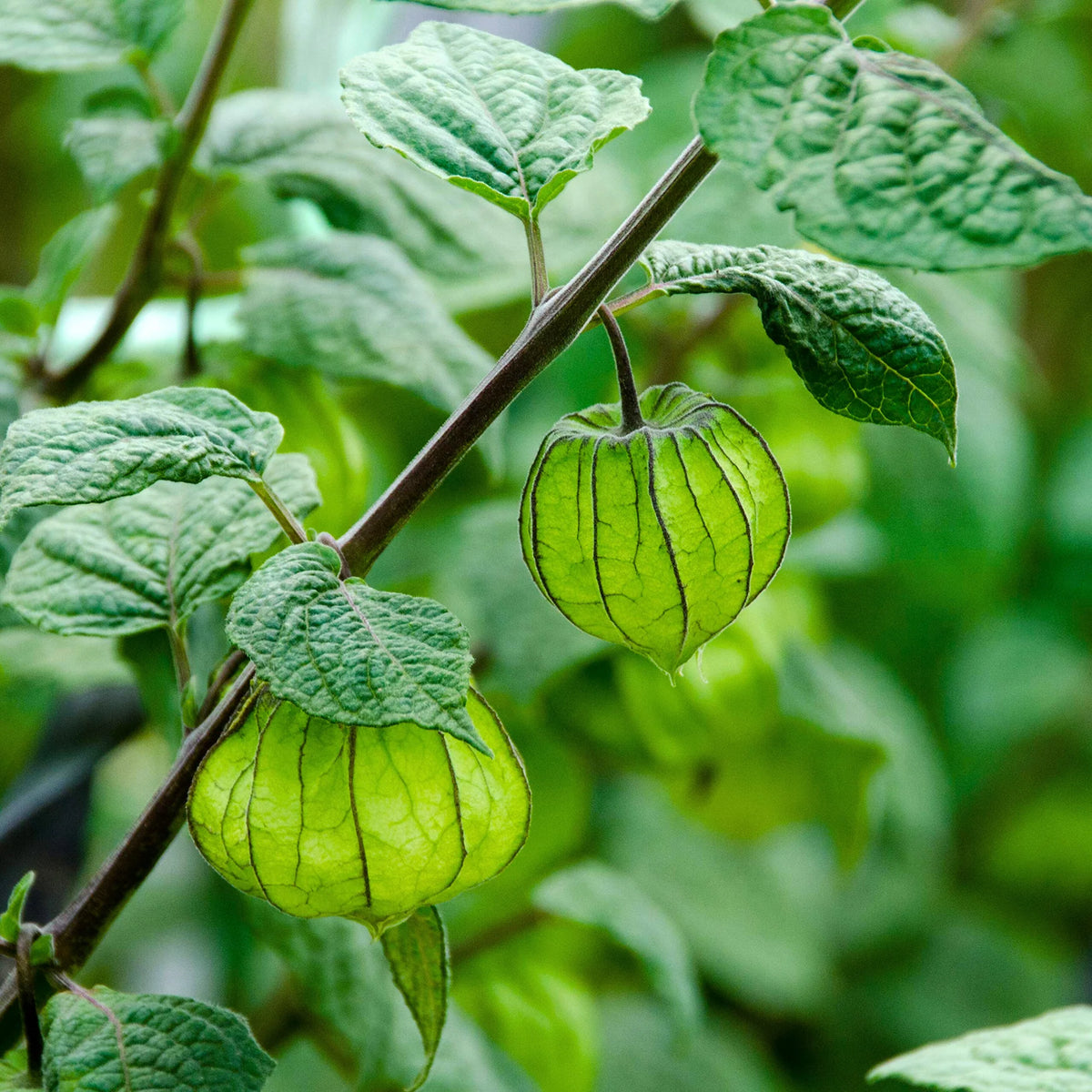 Bees Plant Hub Golden Berry / Cape Gooseberry (Physalis peruviana) Rare Fruit Live Plant