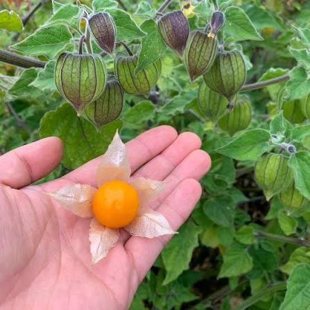 Bees Plant Hub Golden Berry / Cape Gooseberry (Physalis peruviana) Rare Fruit Live Plant