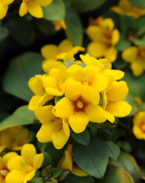 Bees Plant Hub Golden Globes Loosestrife / Creeping Jenny (Lysimachia congestiflora) Rare Flowering Live Plant