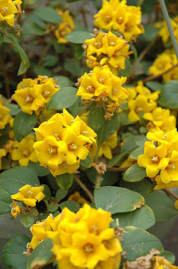 Bees Plant Hub Golden Globes Loosestrife / Creeping Jenny (Lysimachia congestiflora) Rare Flowering Live Plant