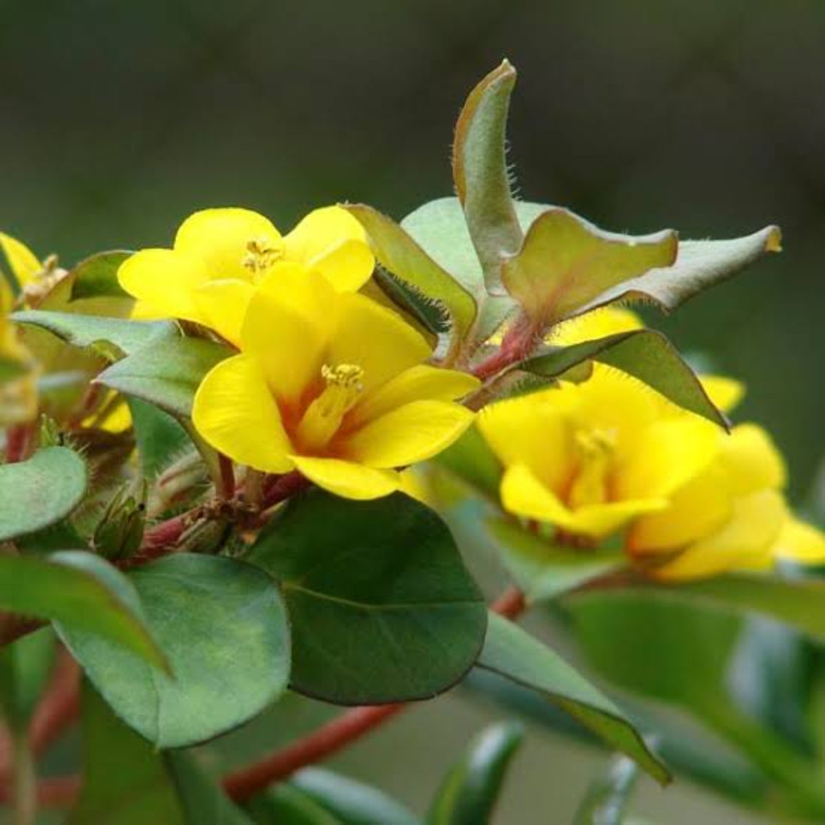 Bees Plant Hub Golden Globes Loosestrife / Creeping Jenny (Lysimachia congestiflora) Rare Flowering Live Plant