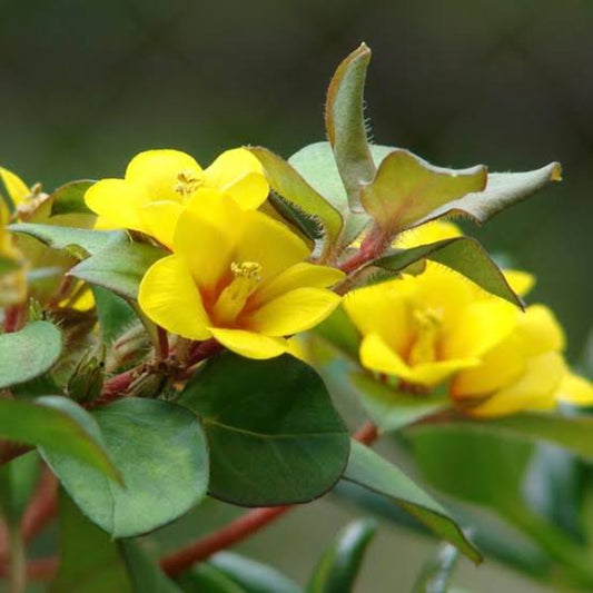 Bees Plant Hub Golden Globes Loosestrife / Creeping Jenny (Lysimachia congestiflora) Rare Flowering Live Plant