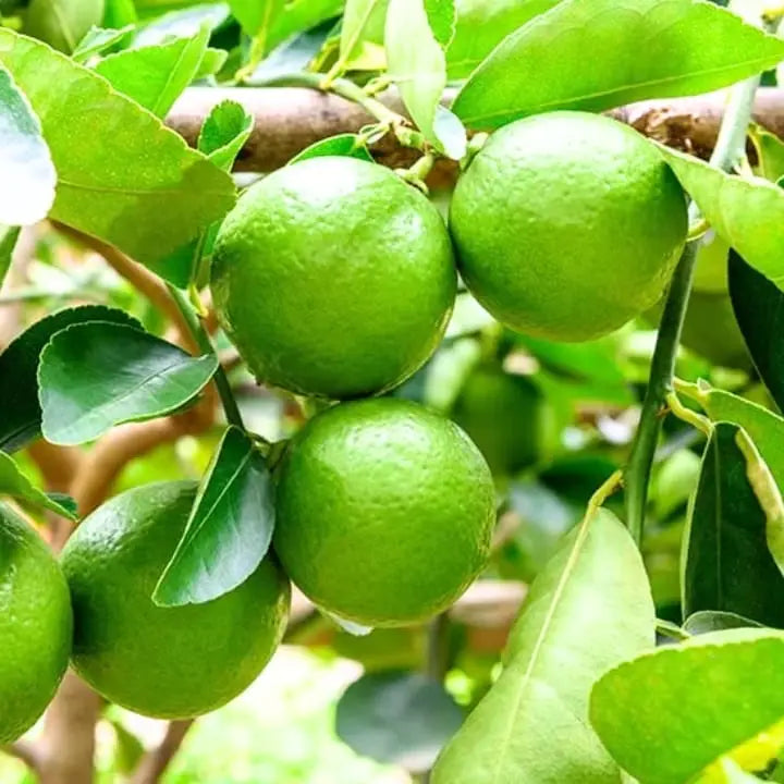 Bees Plant Hub Gondhoraj Lemon (Citrus × limonia) Fruit Live Plant