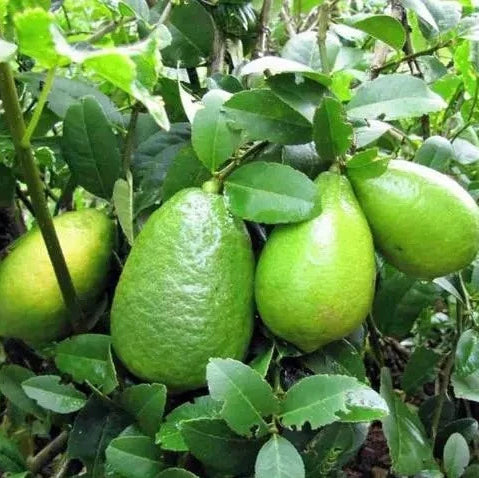 Bees Plant Hub Gondhoraj Lemon (Citrus × limonia) Fruit Live Plant