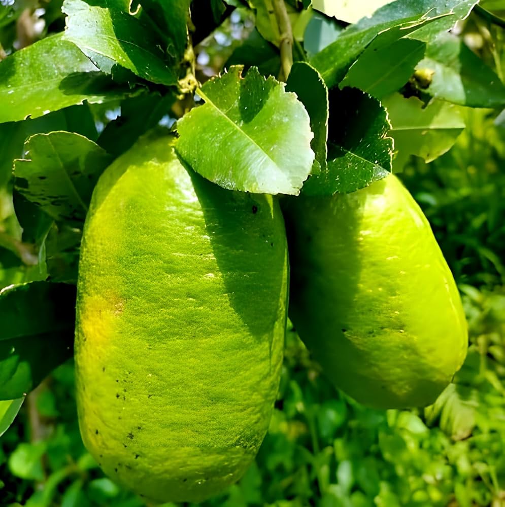 Bees Plant Hub Gondhoraj Lemon (Citrus × limonia) Fruit Live Plant