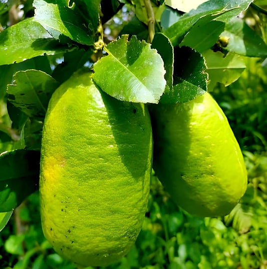 Bees Plant Hub Gondhoraj Lemon (Citrus × limonia) Fruit Live Plant