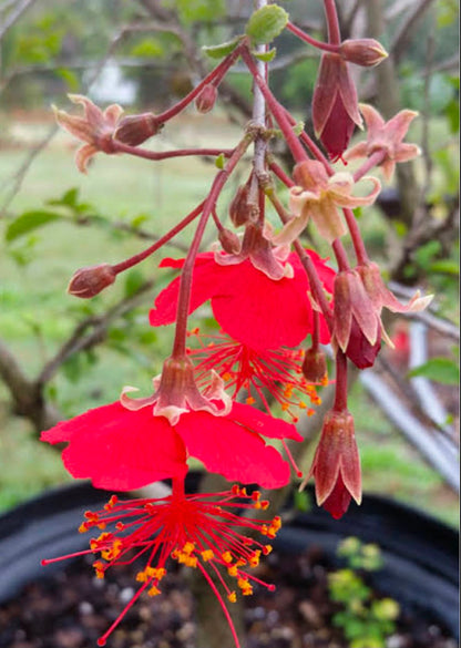 Bees Plant Hub Hibiscus Grandidieri / Red Chinese Lantern  Live flowering Plant