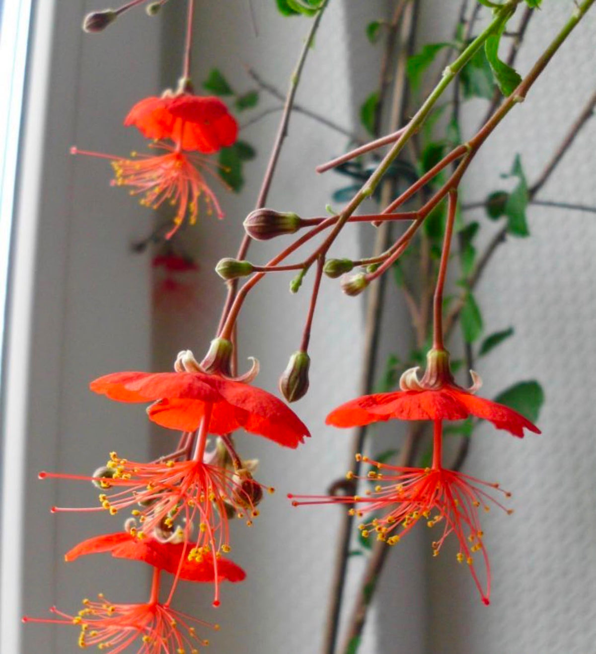Bees Plant Hub Hibiscus Grandidieri / Red Chinese Lantern  Live flowering Plant