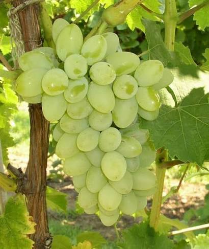 Bees Plant Hub Seedless Grapes Green (Vitis vinifera) Fruit Live Plant