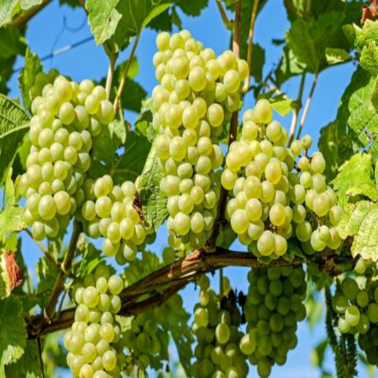 Bees Plant Hub Seedless Grapes Green (Vitis vinifera) Fruit Live Plant
