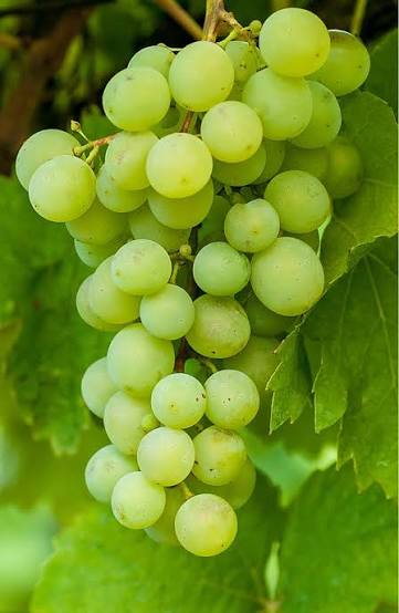 Bees Plant Hub Seedless Grapes Green (Vitis vinifera) Fruit Live Plant