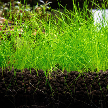 Bees Plant Hub Dwarf Hair Grass Tissue Culture Cup (Eleocharis Parvula) Aquarium Live Plant