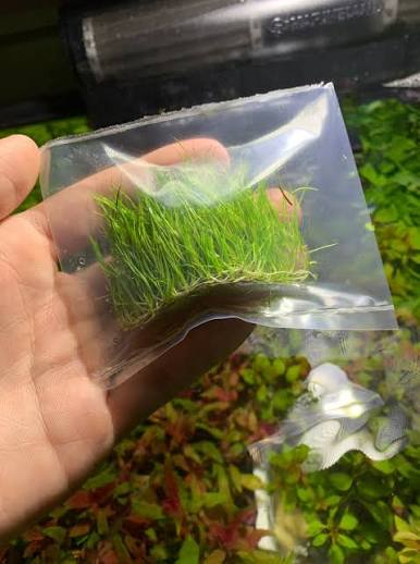 Bees Plant Hub Dwarf Hair Grass Tissue Culture Cup (Eleocharis Parvula) Aquarium Live Plant