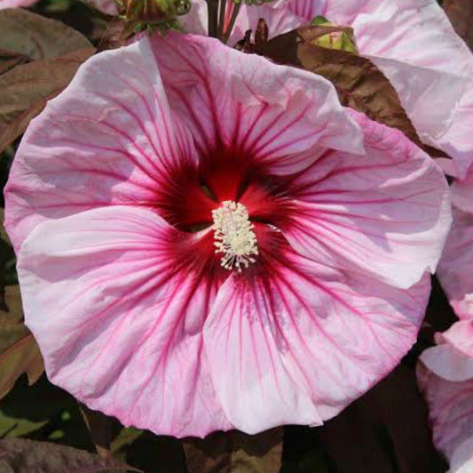 Bees Plant Hub Hibiscus Cherry Choco Latte / Hibiscus Moscheutos  Flowering Live Plant
