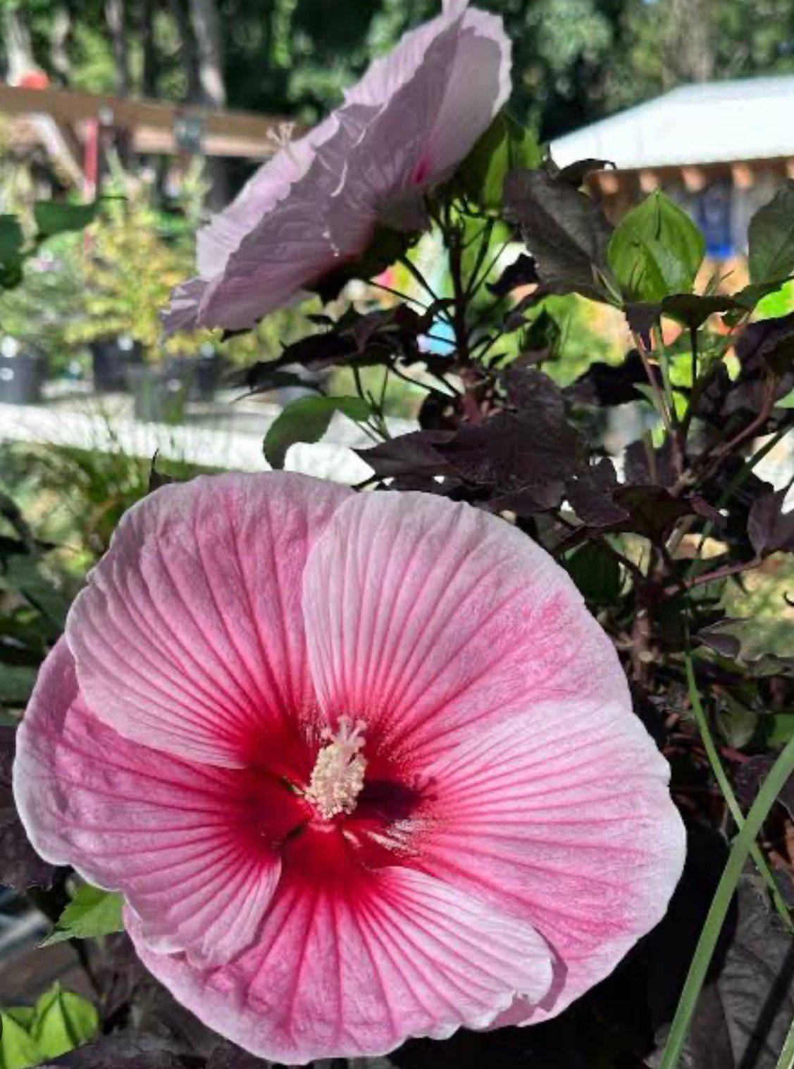 Bees Plant Hub Hibiscus Cherry Choco Latte / Hibiscus Moscheutos  Flowering Live Plant