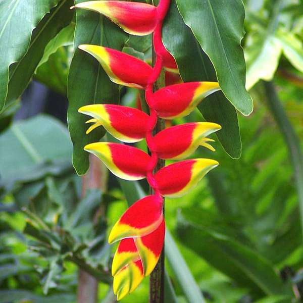 Bees Plant Hub Heliconia Flowering Plants Combo