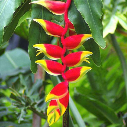 Bees Plant Hub Heliconia Flowering Plants Combo