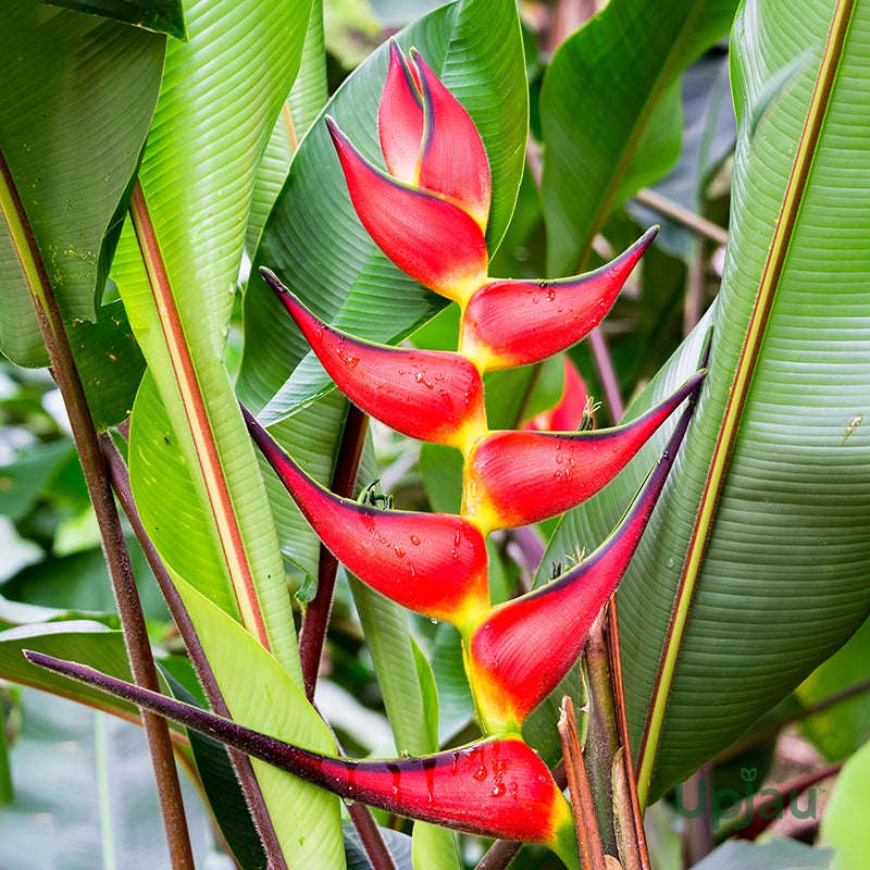 Bees Plant Hub Heliconia Flowering Plants Combo