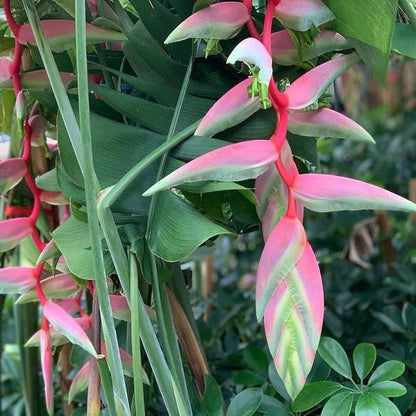 Bees Plant Hub Heliconia Flowering Plants Combo