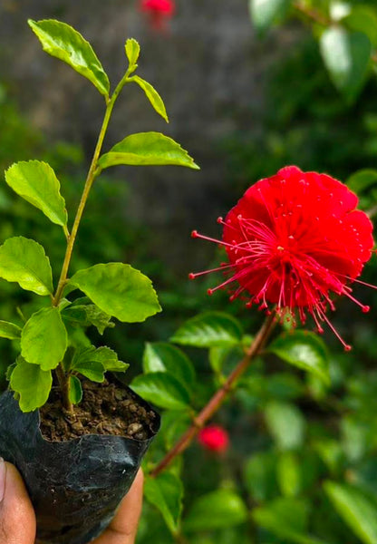 Bees Plant Hub Hibiscus Grandidieri / Red Chinese Lantern  Live flowering Plant