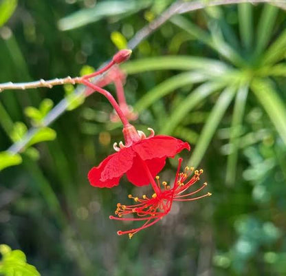 Bees Plant Hub Hibiscus Grandidieri / Red Chinese Lantern  Live flowering Plant