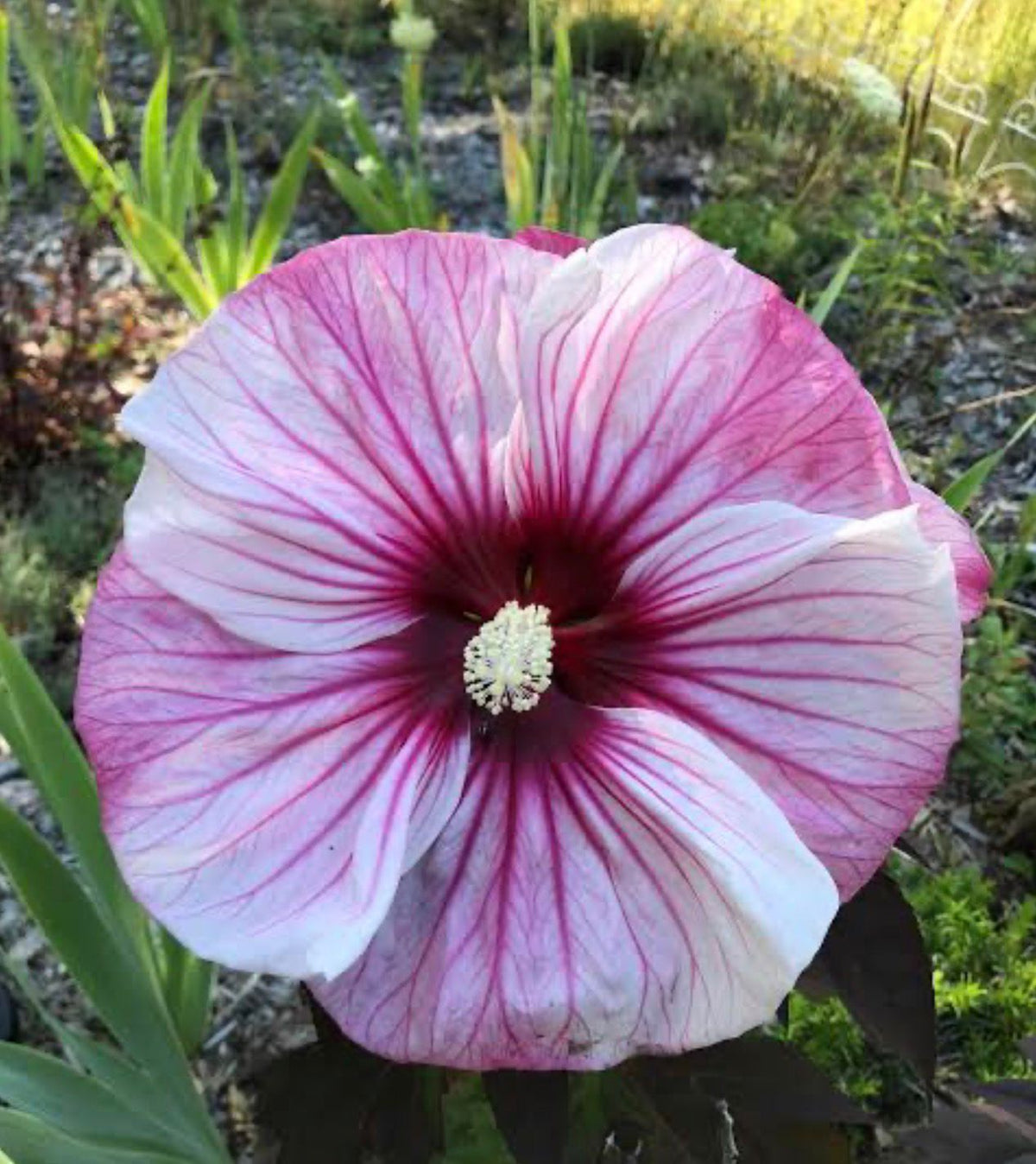 Bees Plant Hub Hibiscus Cherry Choco Latte / Hibiscus Moscheutos  Flowering Live Plant