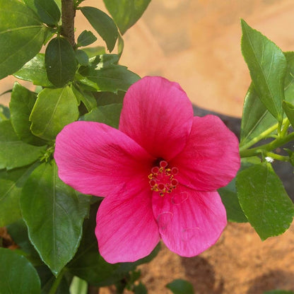 Bees Plant Hub Viceroy Hibiscus Pink All Time Flowering Live Plant