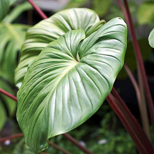 Bees Plant Hub Philodendron Homalomena Indoor / Outdoor Live Plant