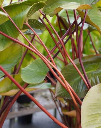 Bees Plant Hub Philodendron Homalomena Indoor / Outdoor Live Plant