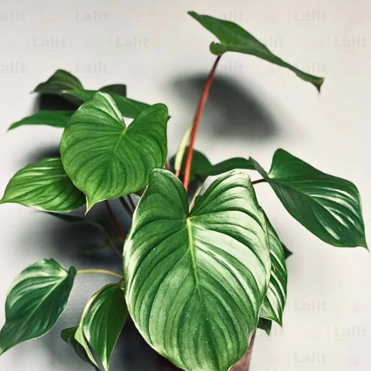 Bees Plant Hub Philodendron Homalomena Indoor / Outdoor Live Plant